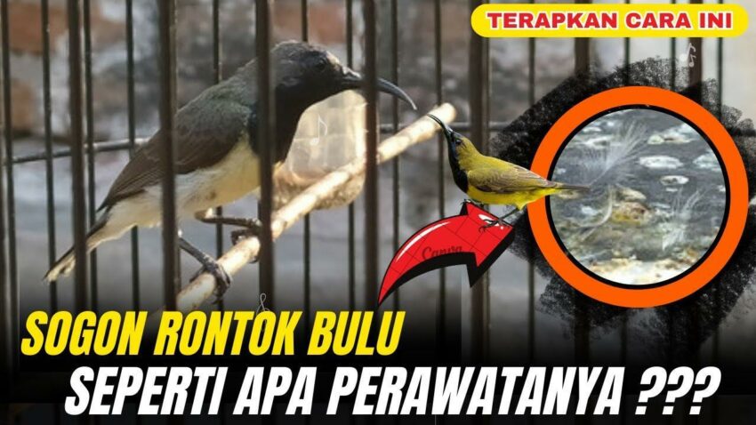 Gacor Anti Rungkat: Tips dan Trik Agar Burung Tak Cepat Rontok